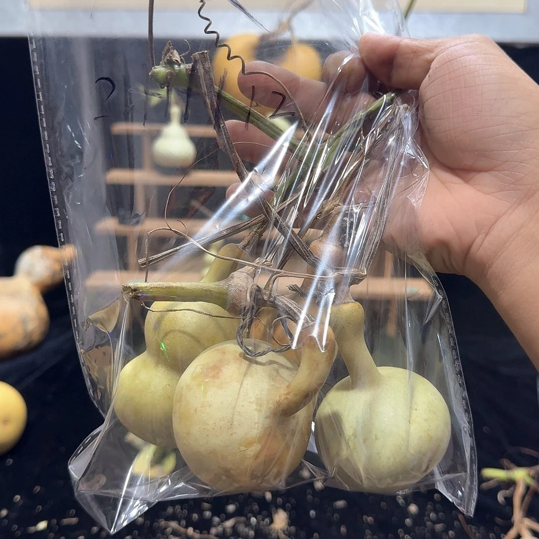 麻***休定向定向定向定向