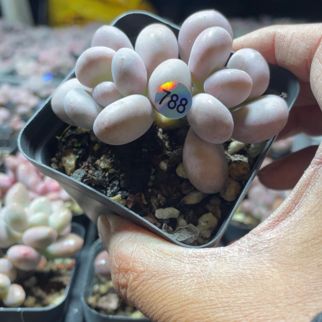 达摩奶酪多肉植物