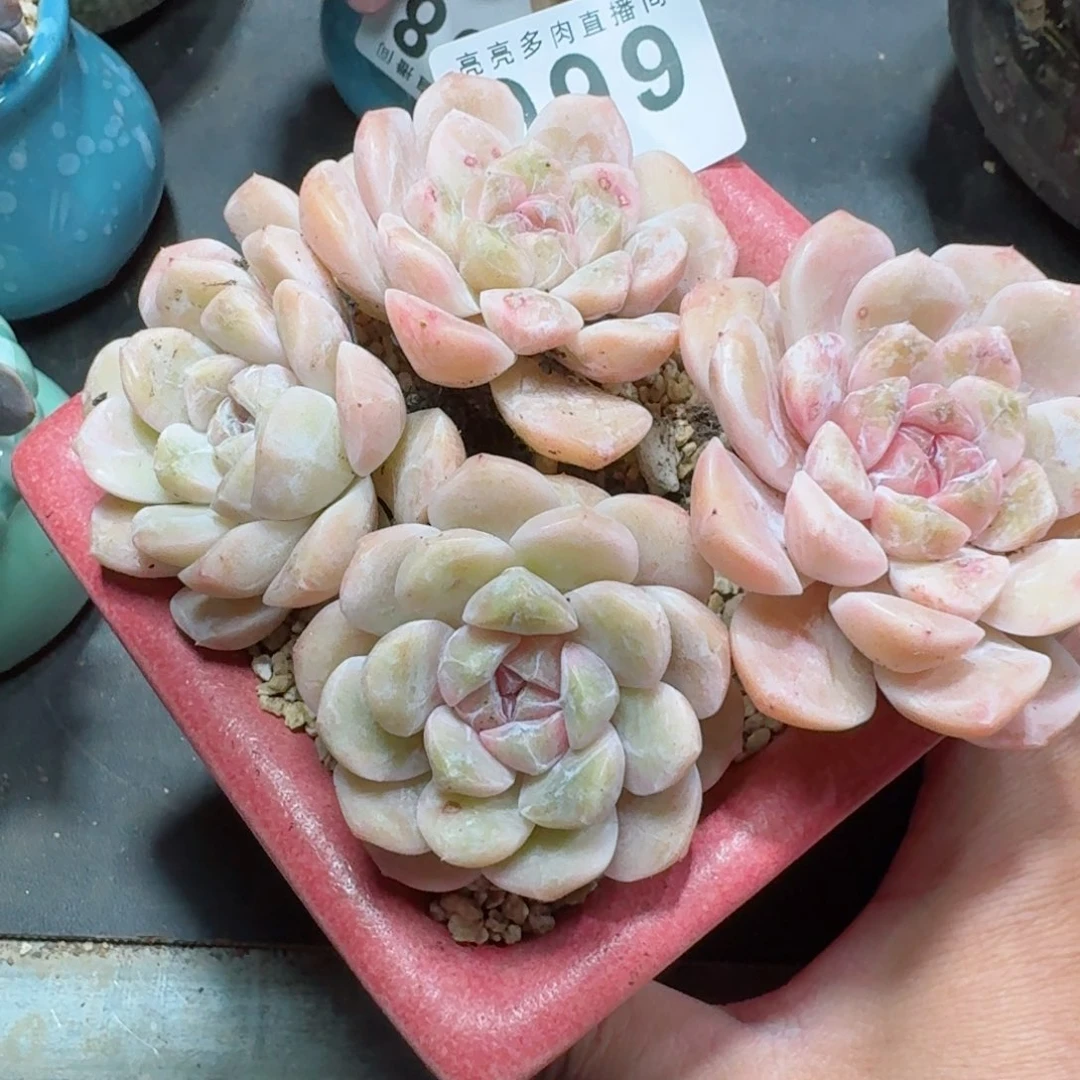 汉堡群生      愿你一路坦途，乘风破浪展宏图