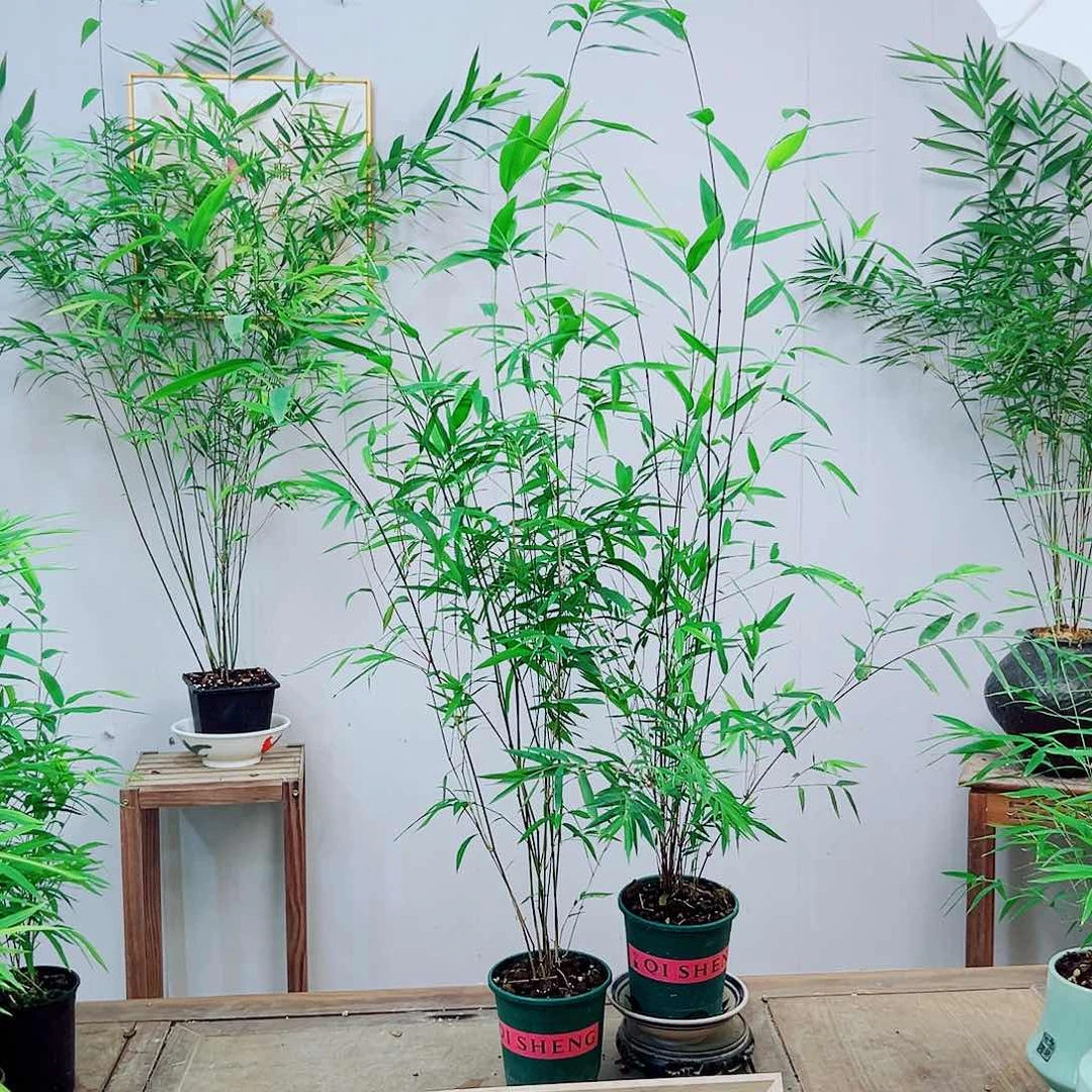 不开花植物内门竹