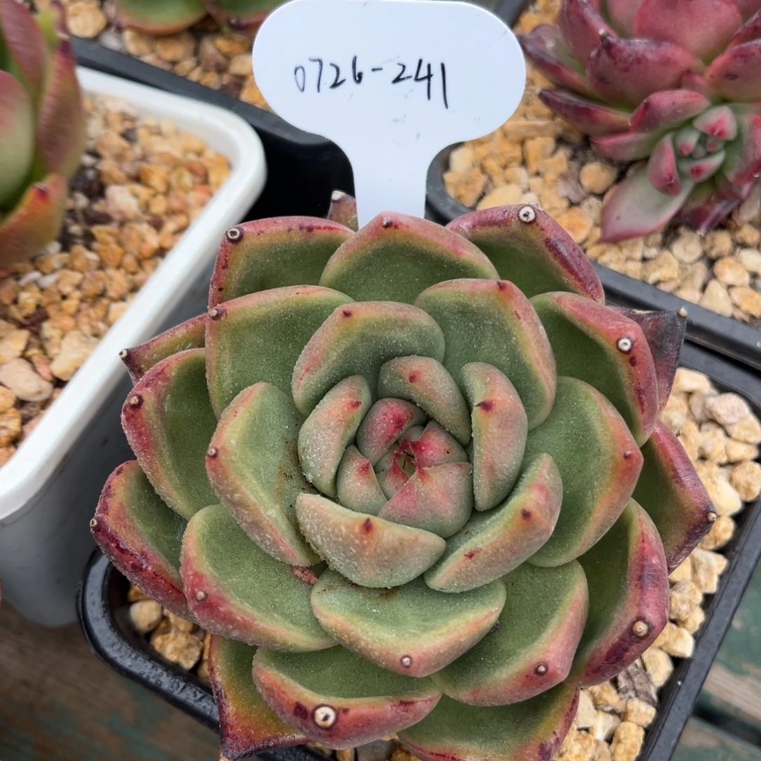 0726-241巴松单头