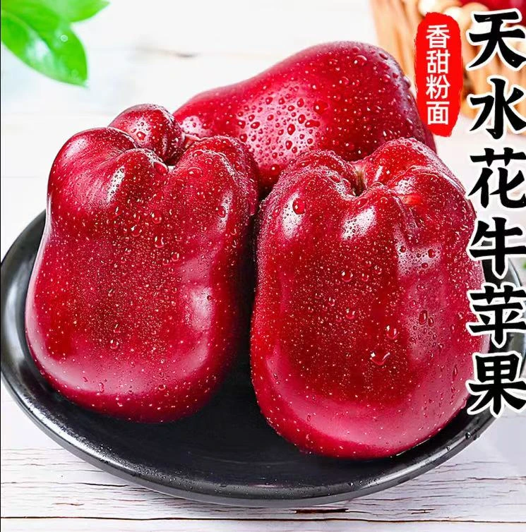 甘肃天水花牛苹果新鲜水果脆甜粉面蛇果应季现摘带箱5~10斤包邮