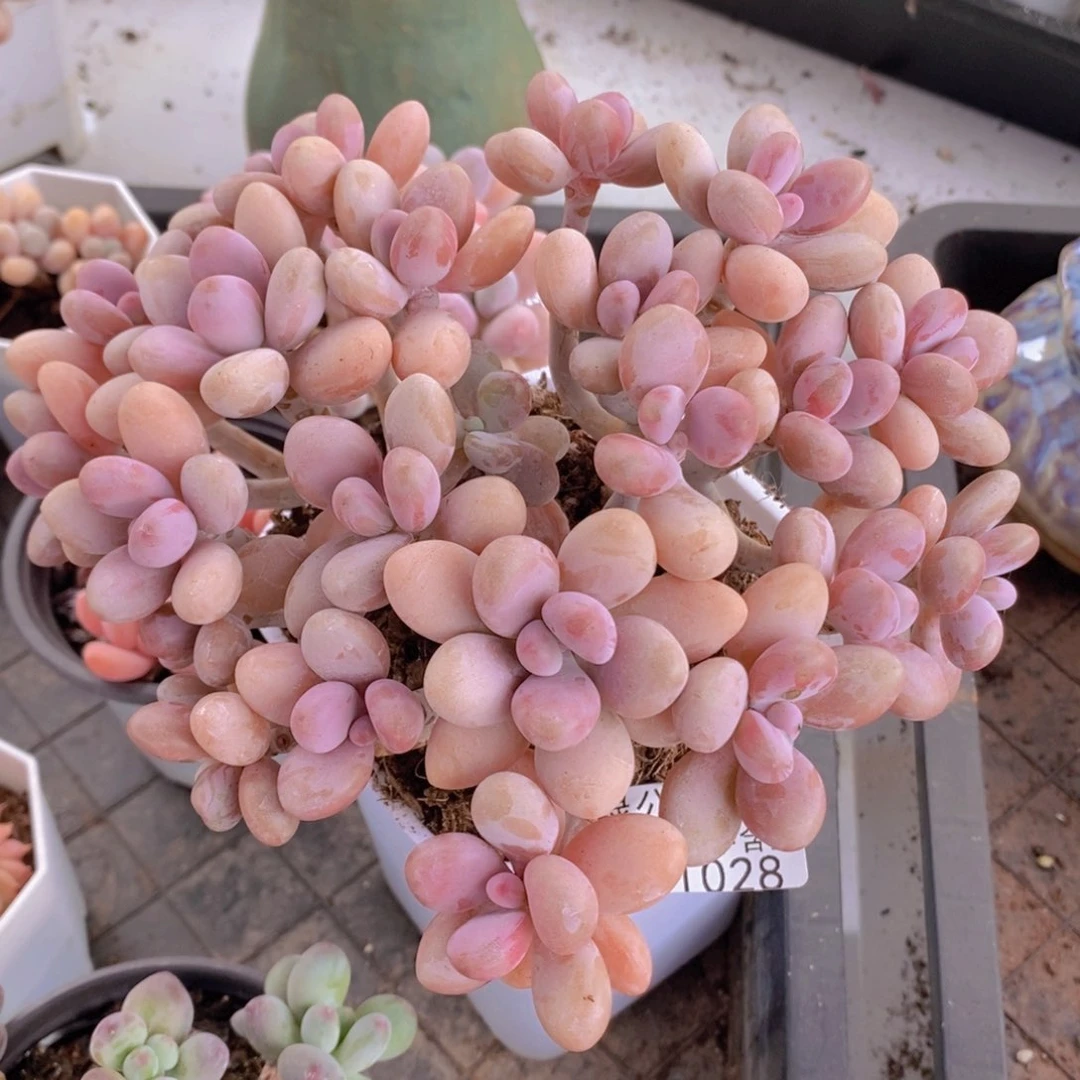 糖果桃蛋老桩有砍13cm1028多肉