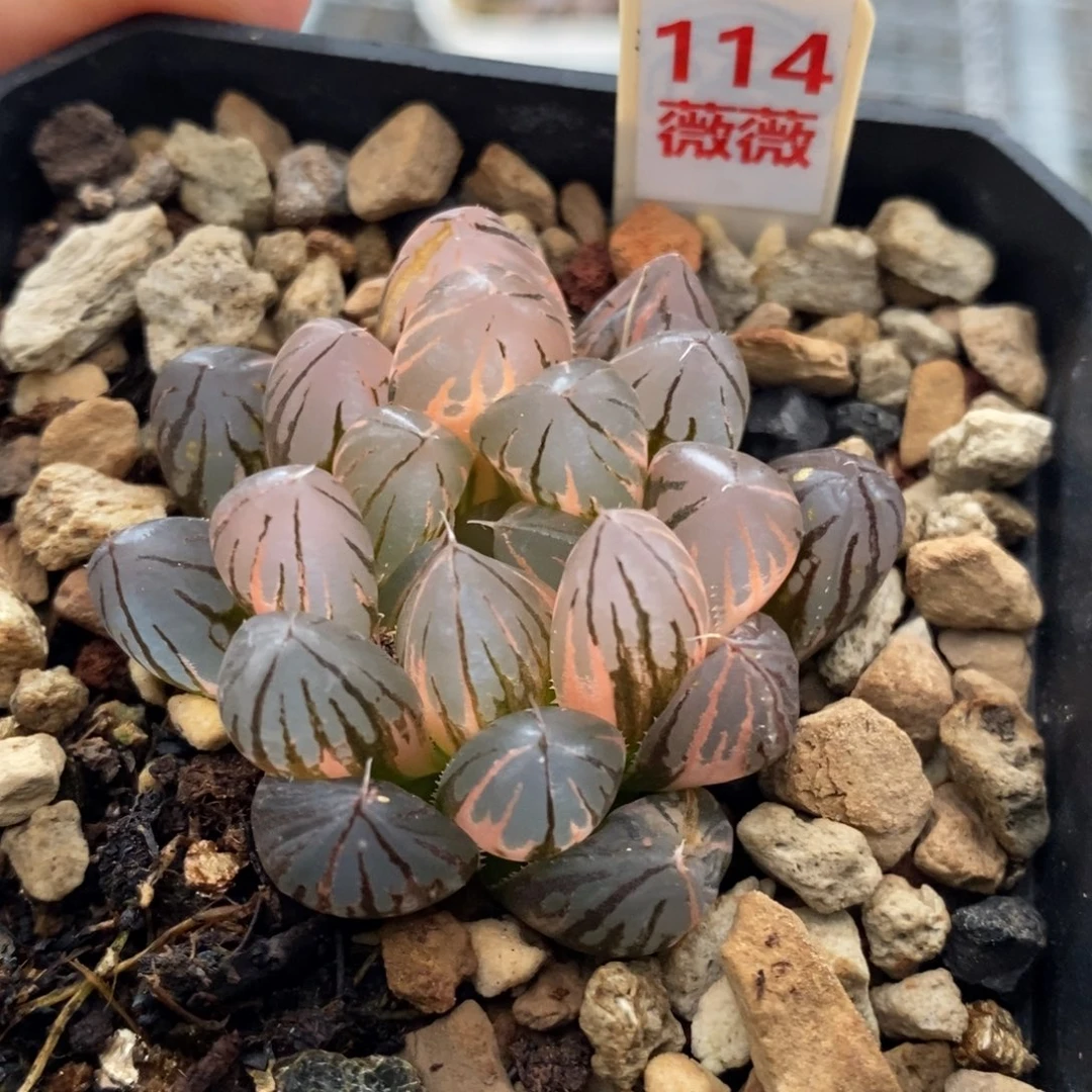 114号霓虹灯玉露锦