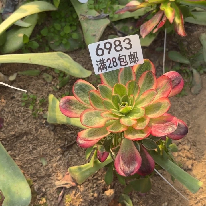 E.  6983玫瑰金多肉