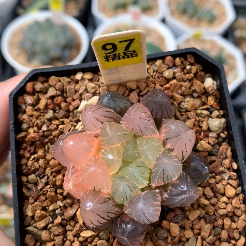 【闪购商品】91紫镜玉露