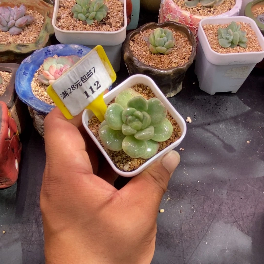 7112冰玉石化带锦福利……