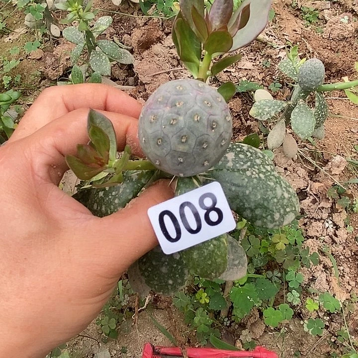 风*006嫁接月球愣习