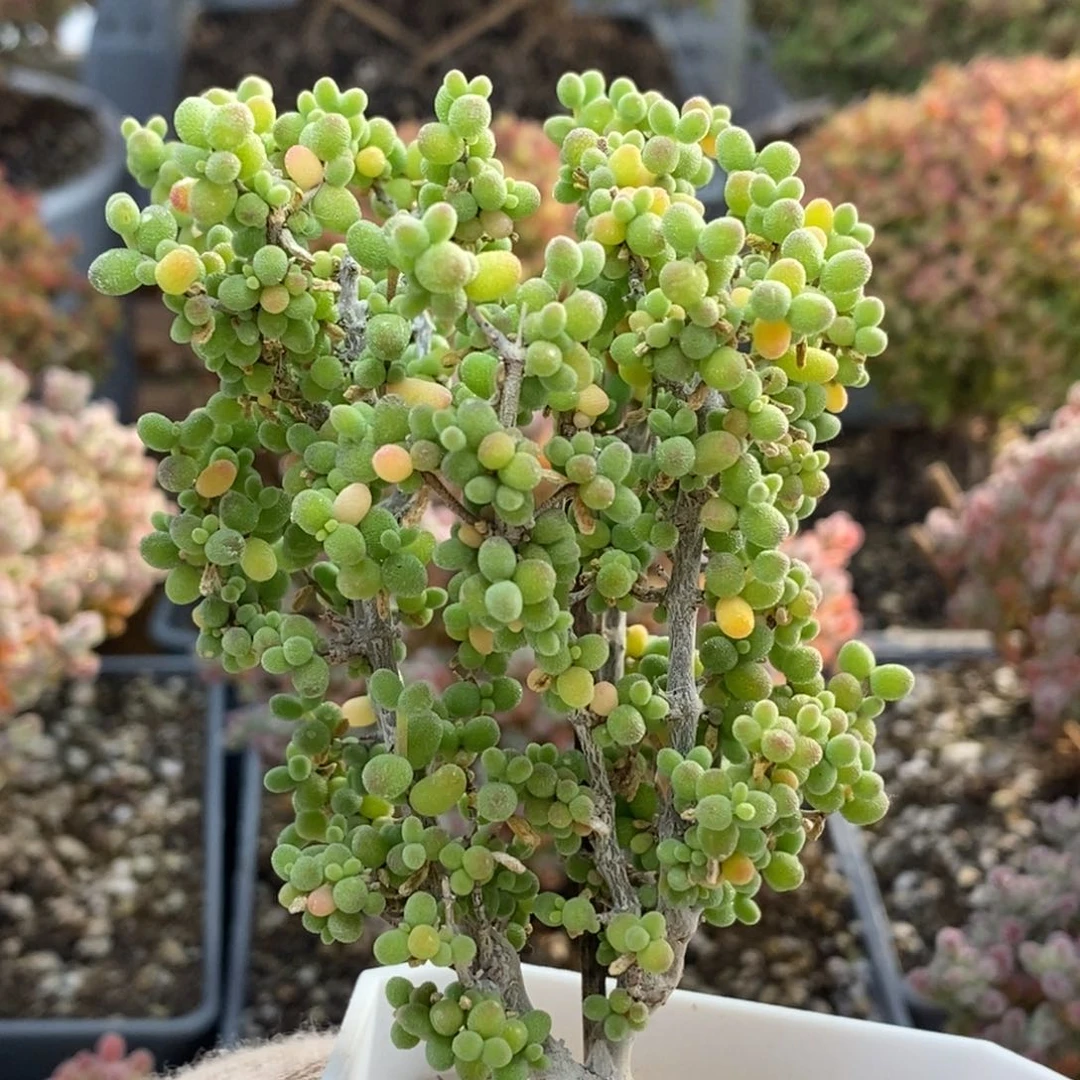 葡萄米5460枝干番杏