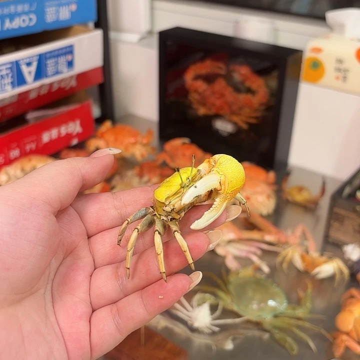 真实招潮蟹标本哦