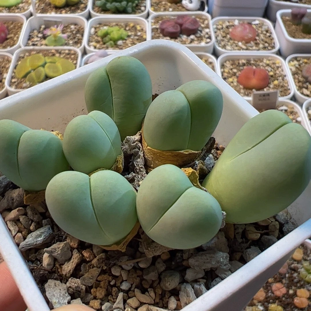 219多肉植物百科植物