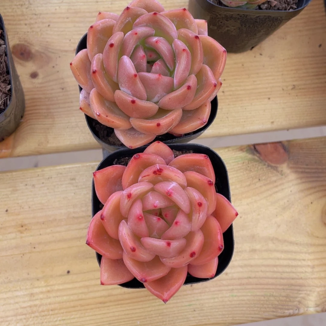 534号 酒红香槟单头一个