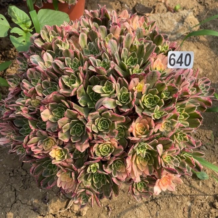 王*芳640多肉植物甜茶