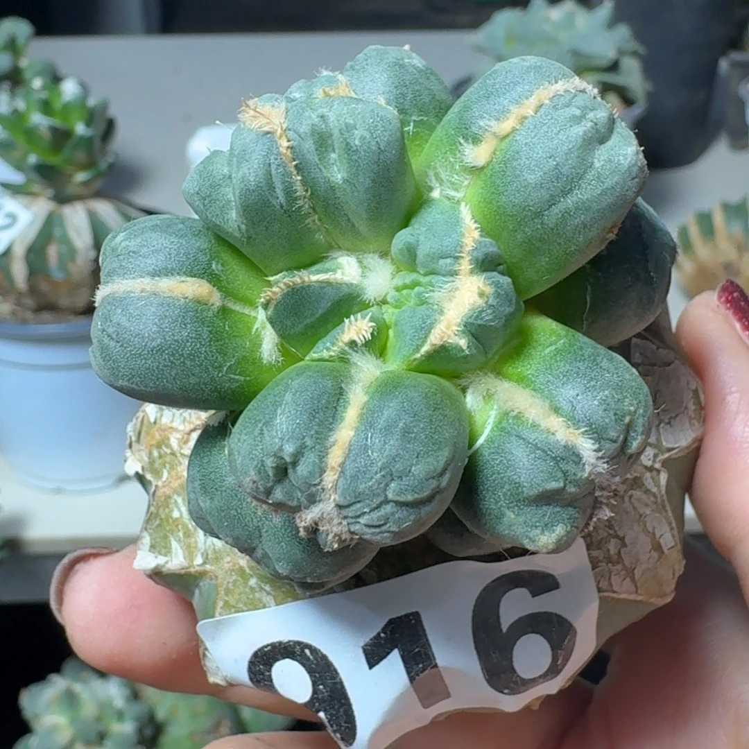 【闪购商品】无花朵欢*哥蛋怒916