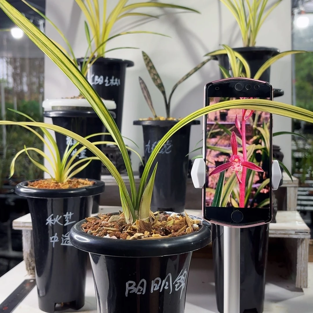 如***愿完全开放墨兰墨look墨兰