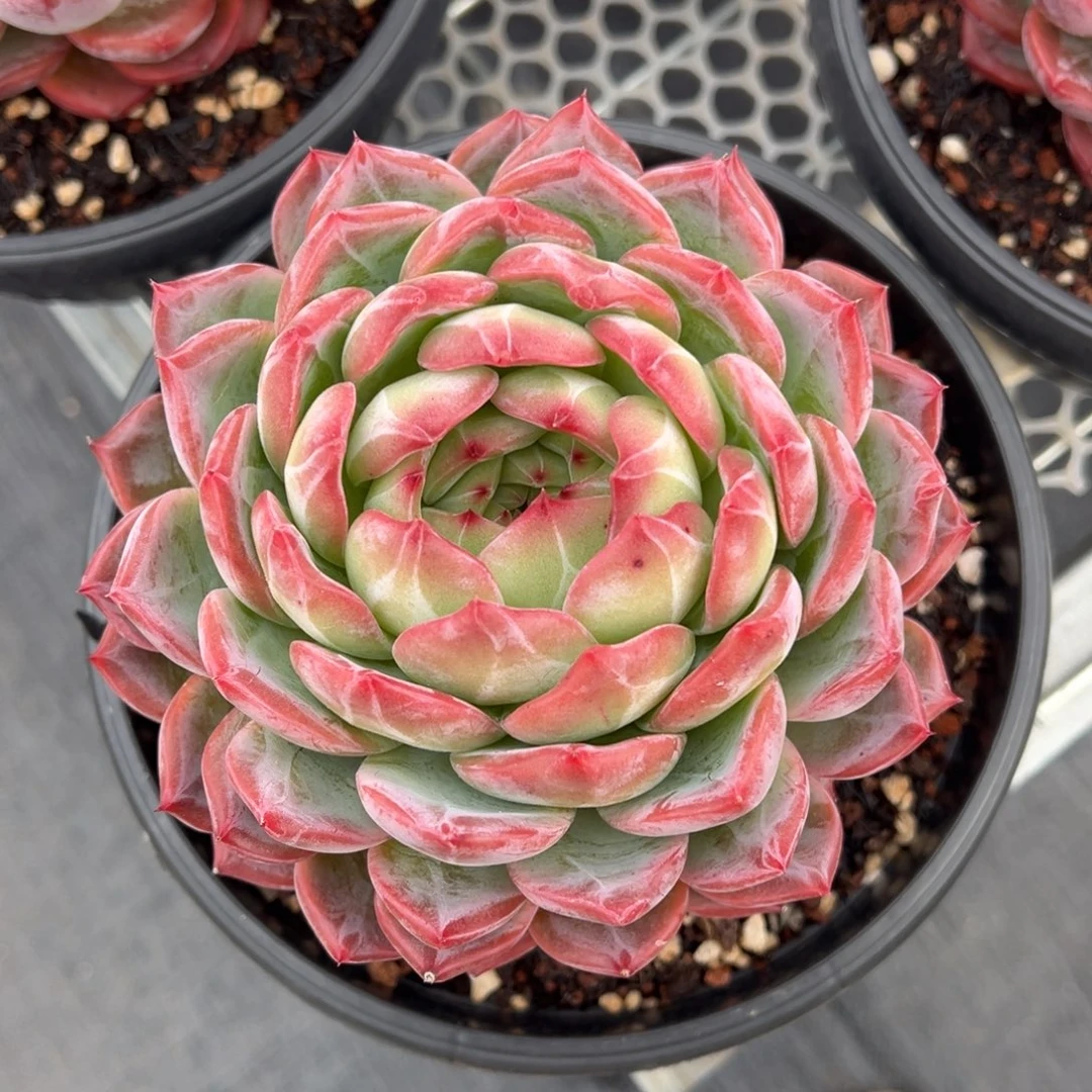 草莓樱桃多肉植物