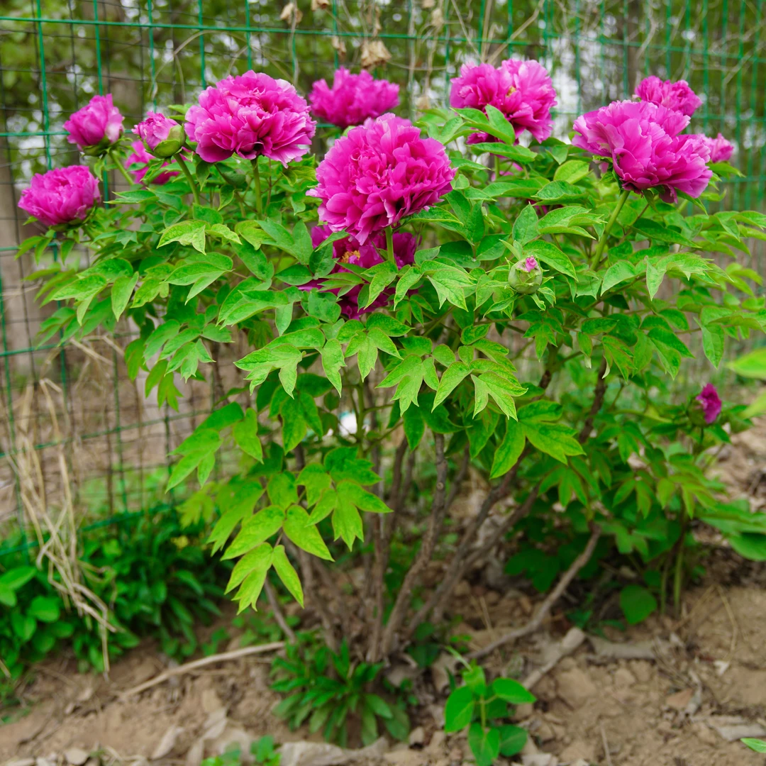 菏泽精品老桩牡丹