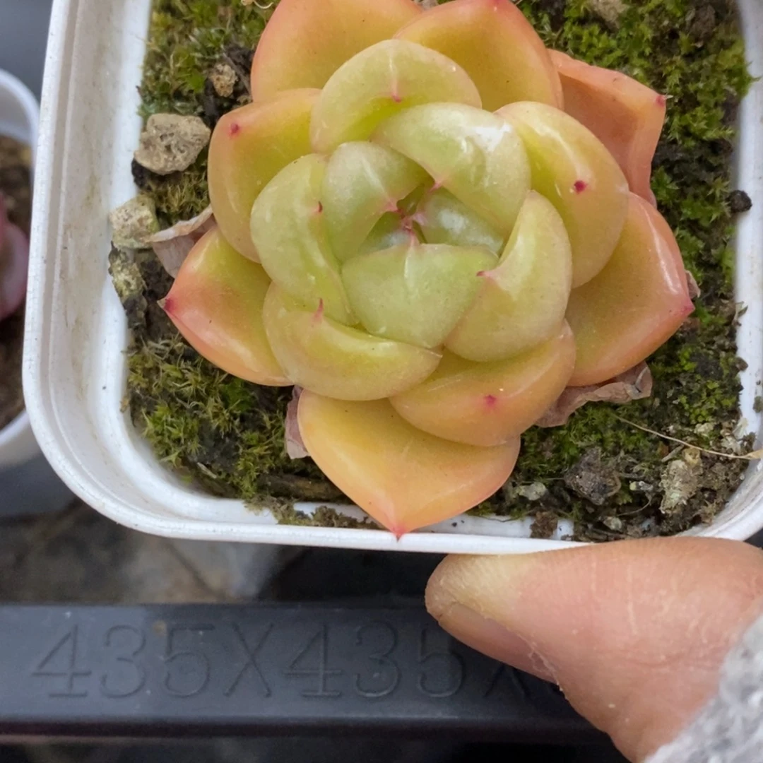 精品多肉一物一拍不包整353