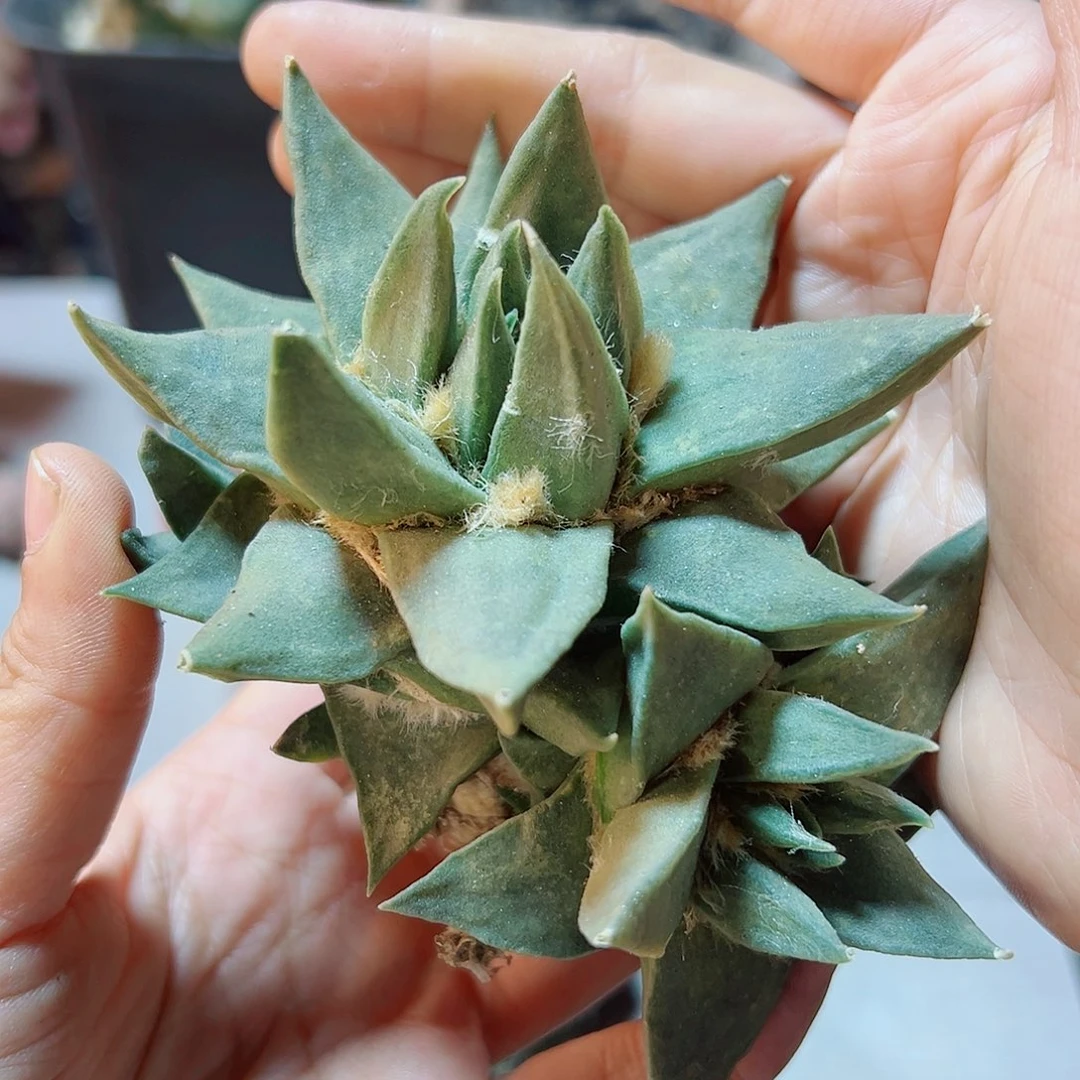 晚9号萝卜根龙牙牡丹11公分