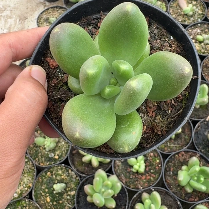 摩尔根 单头  一物一拍