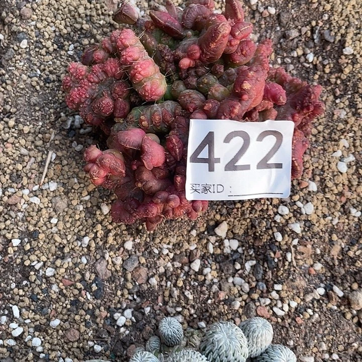 梦***家无根422号高山石化