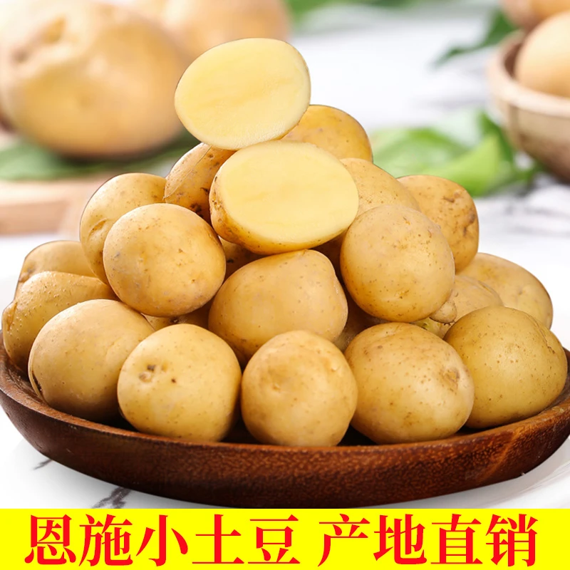 小土豆网红同款恩施高山现挖现发营养好吃今年新鲜蔬菜马铃薯