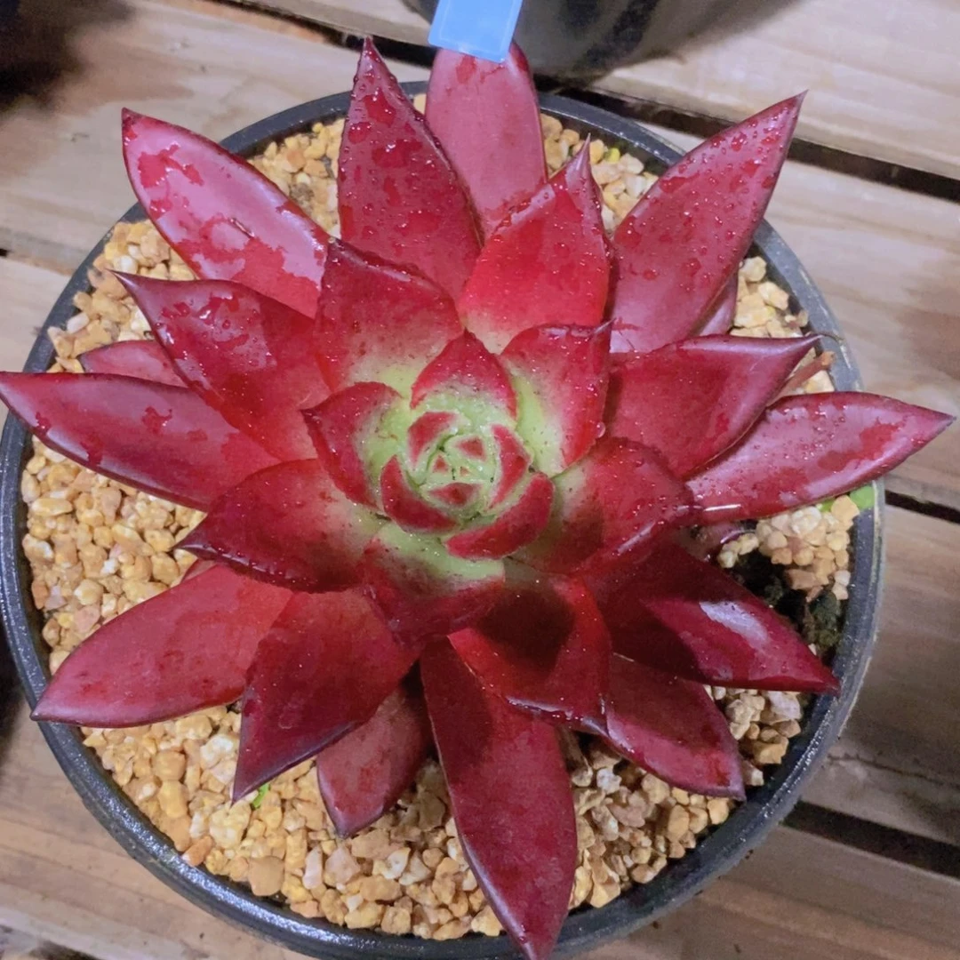 福利红色系东云2