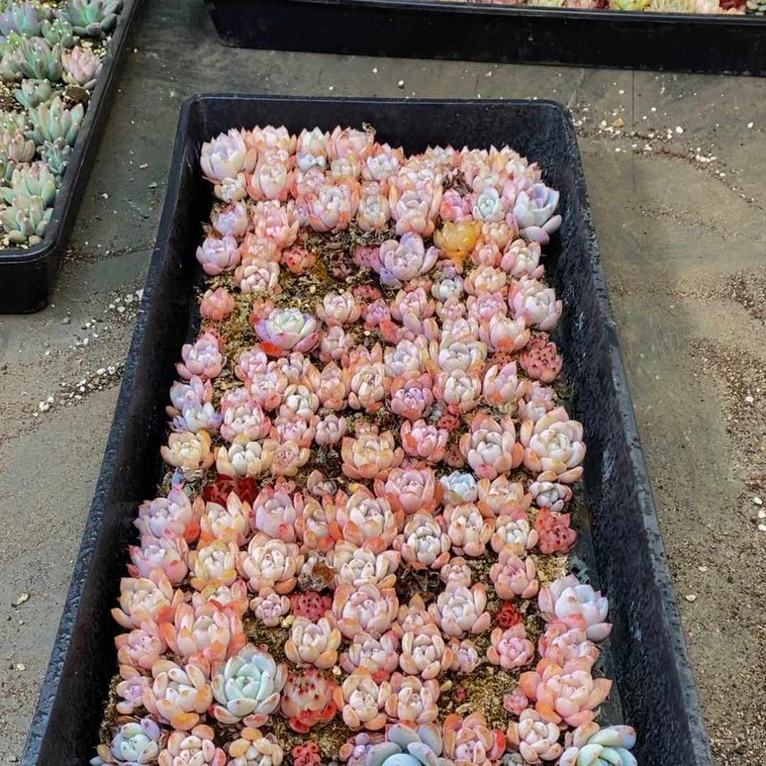 166多肉植物保护研究所所长助理