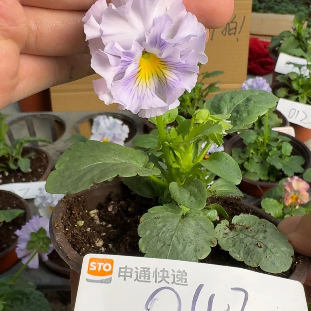 完全开放皱边角堇043