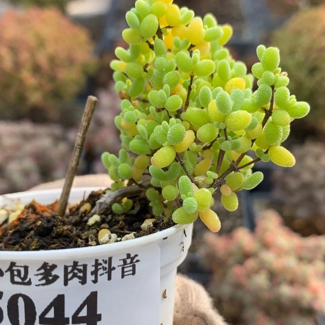 蜜橘糖球5044枝干番杏