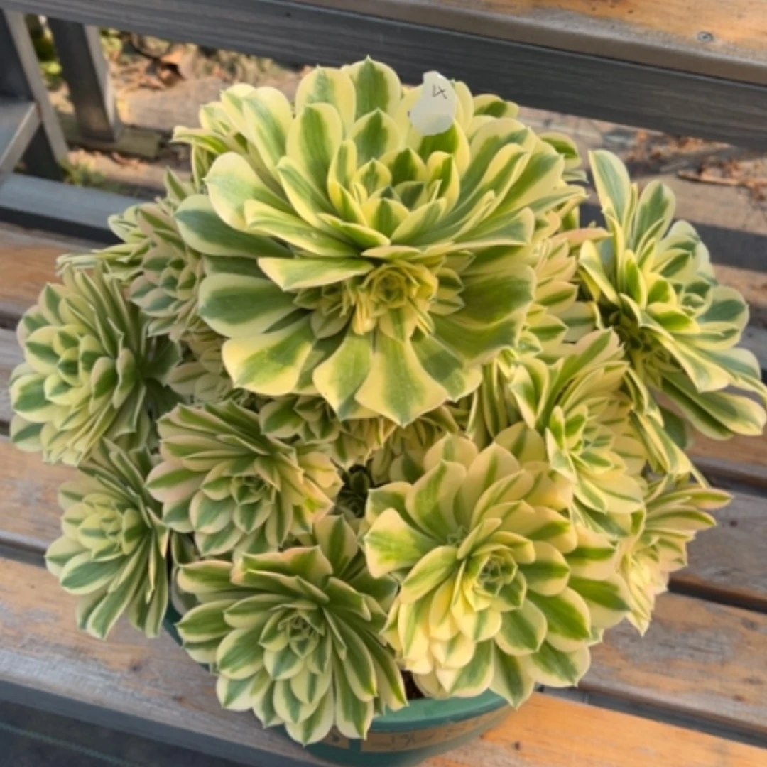 【闪购商品】4迈巴赫多肉法师