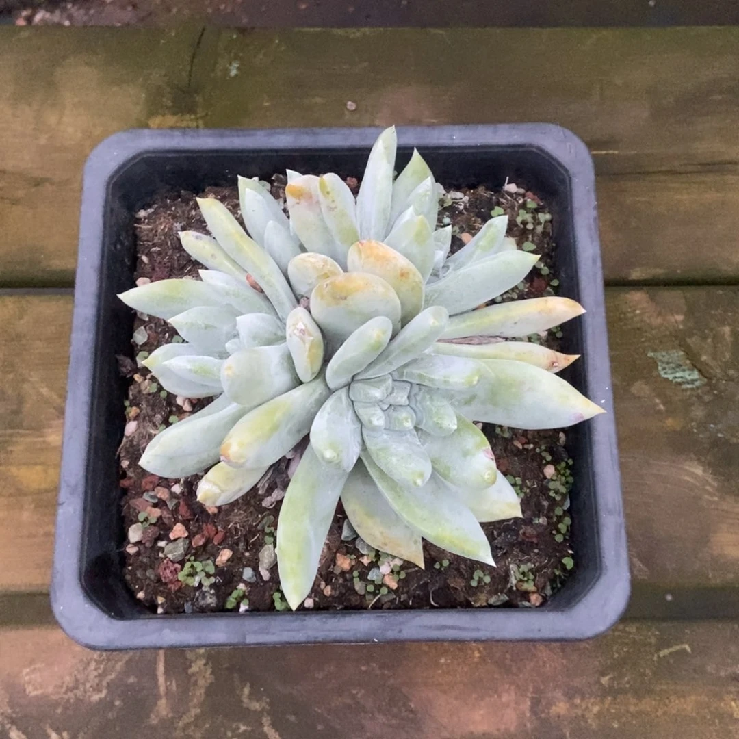 拇指多肉植物啦啦啦