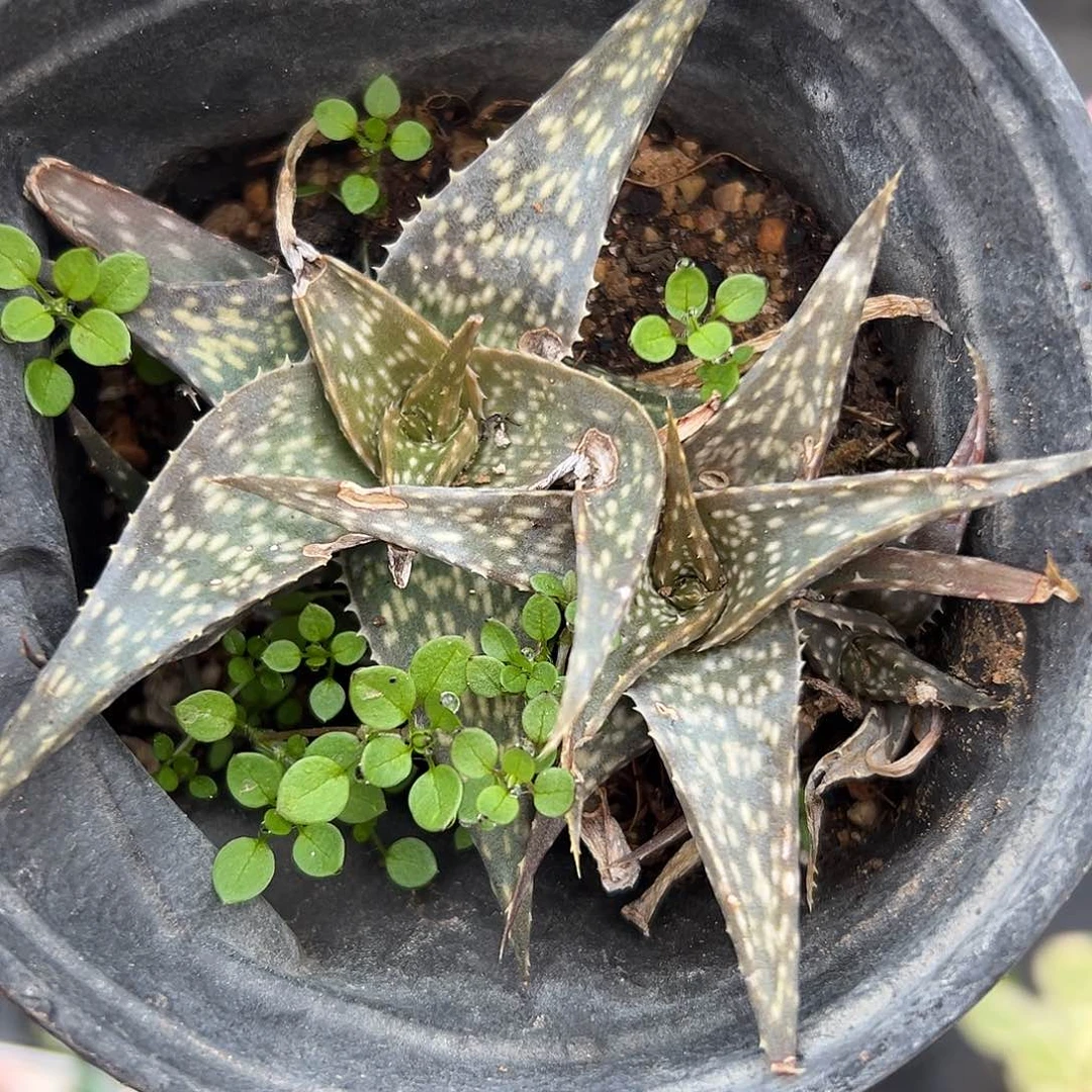 多肉植物多肉植物
