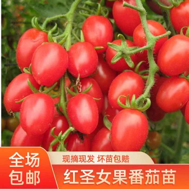 小番茄种子圣女果种子超甜爆汁阳台盆栽庭院高产水果种子四季播种