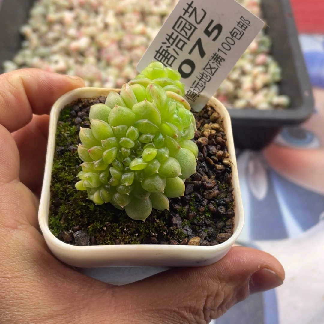珍妮缀一物一拍075..