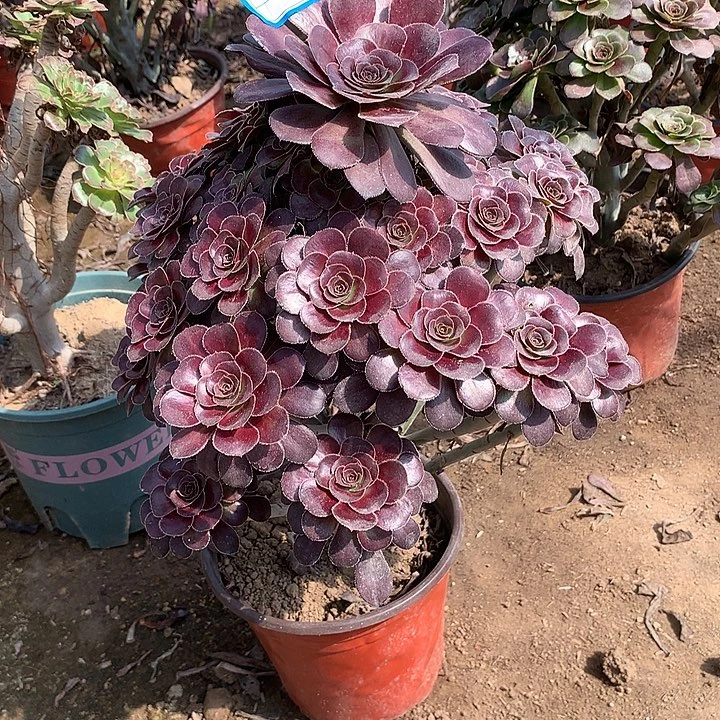 多肉植物黑法师150楼