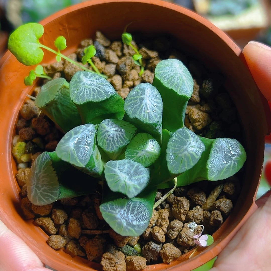 小***J大爆炸玉露多肉植物一颗