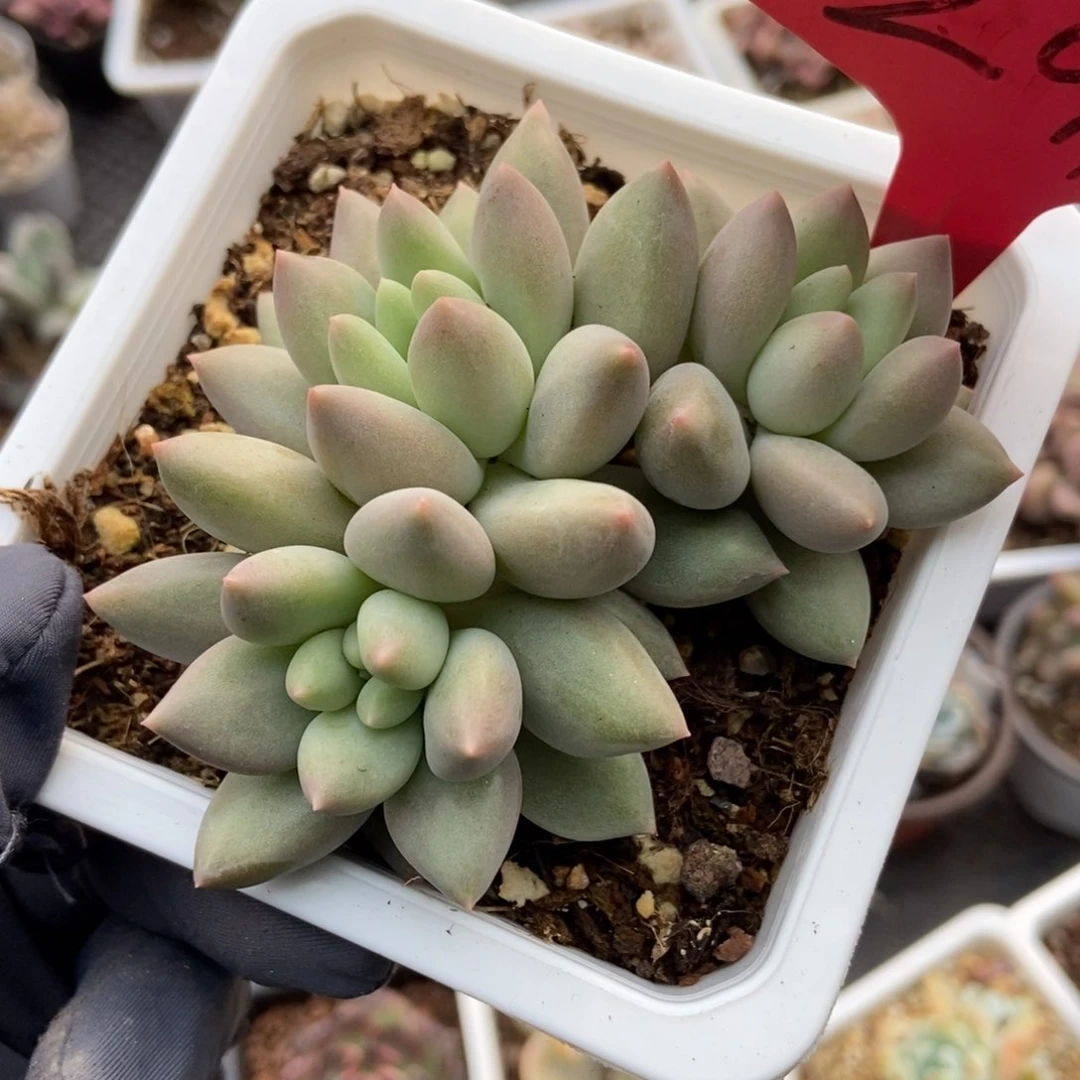 291水晶球多肉植物保护