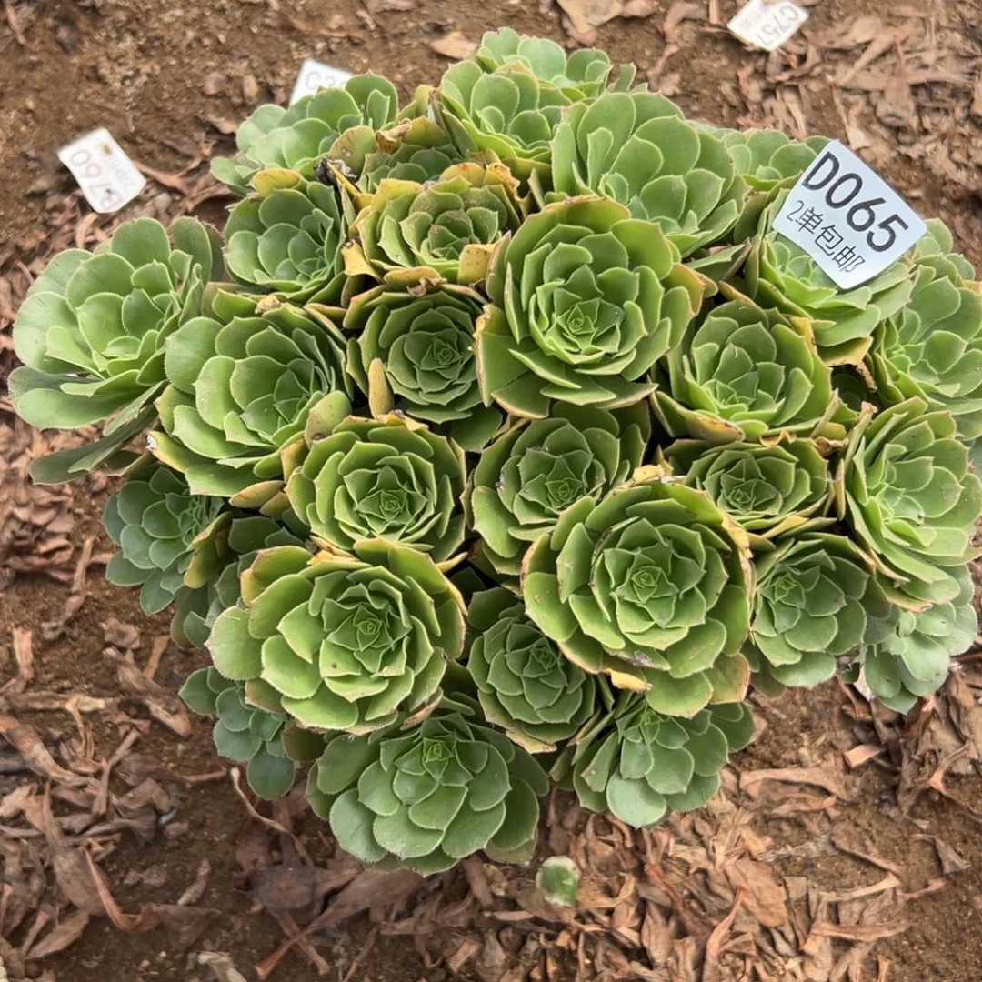 065多肉   绿羊绒不包断头