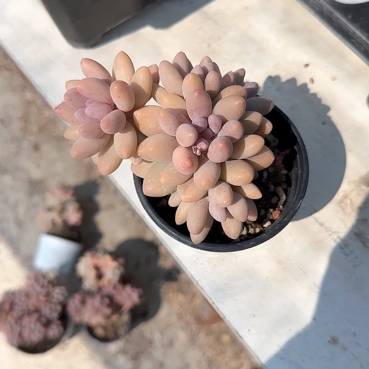 青蛙王子儿童牙膏111