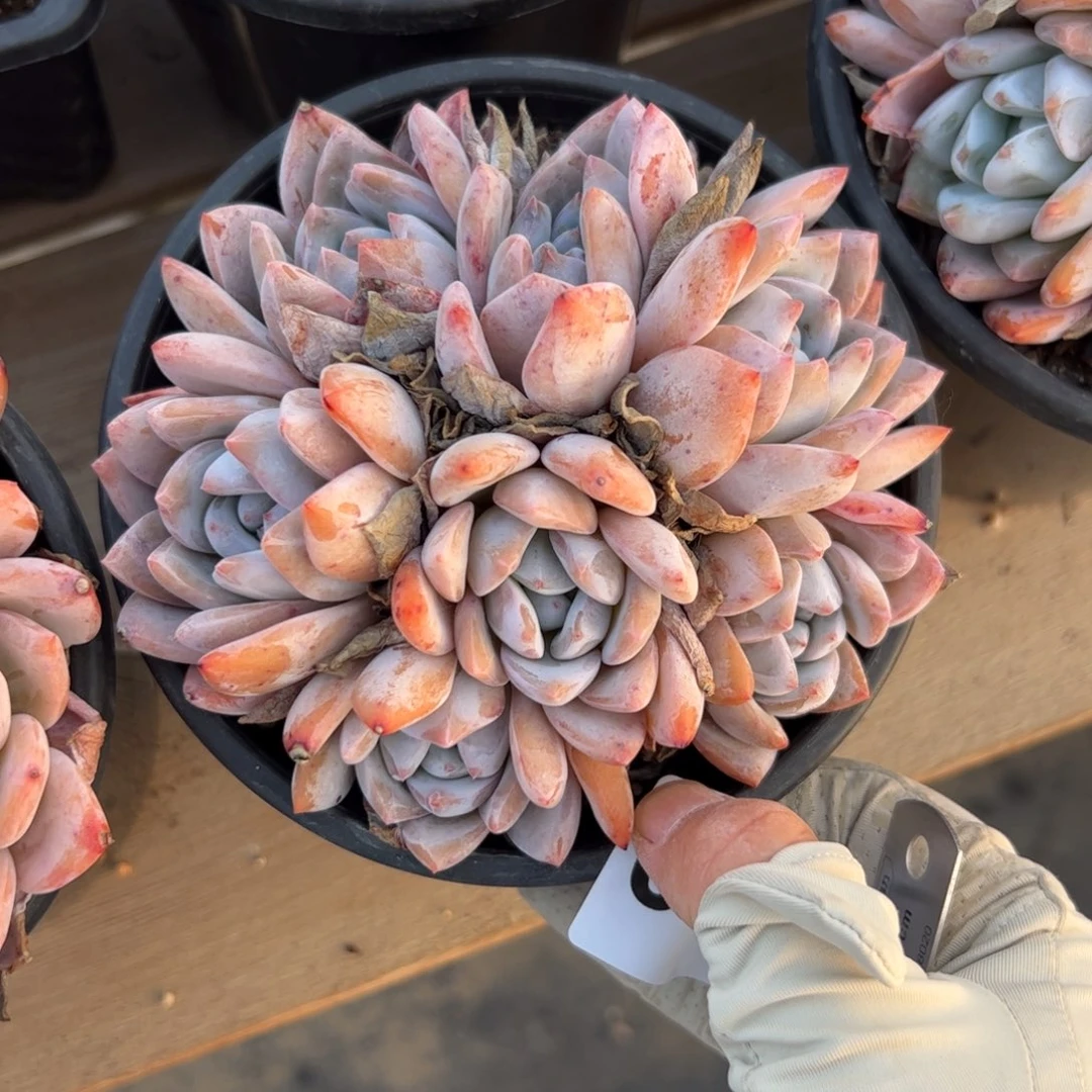 081 多肉植物组合盆栽