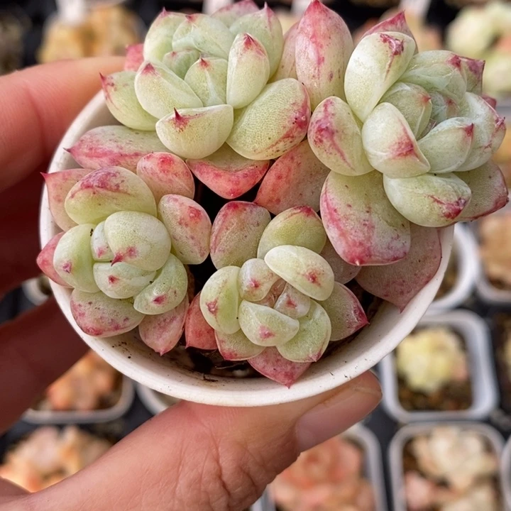 白泽 多肉 111111.5