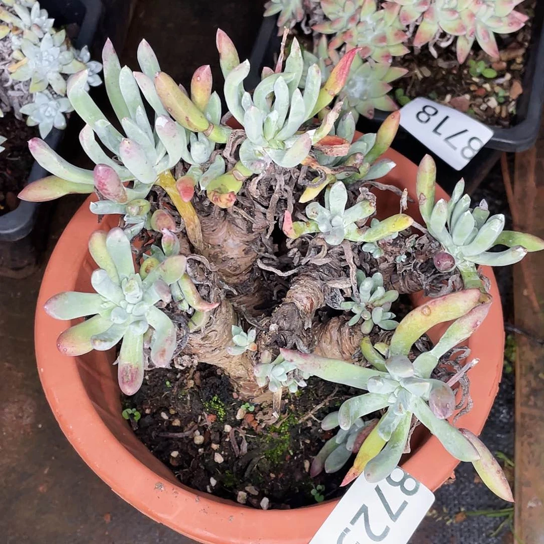 不售后仙女杯8723