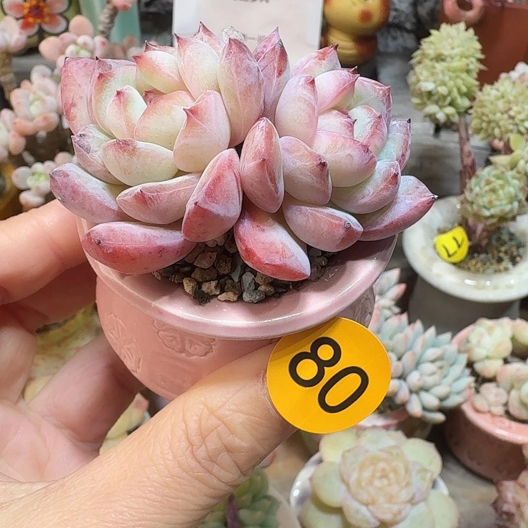 80 多肉含盆土 30元包邮非偏远