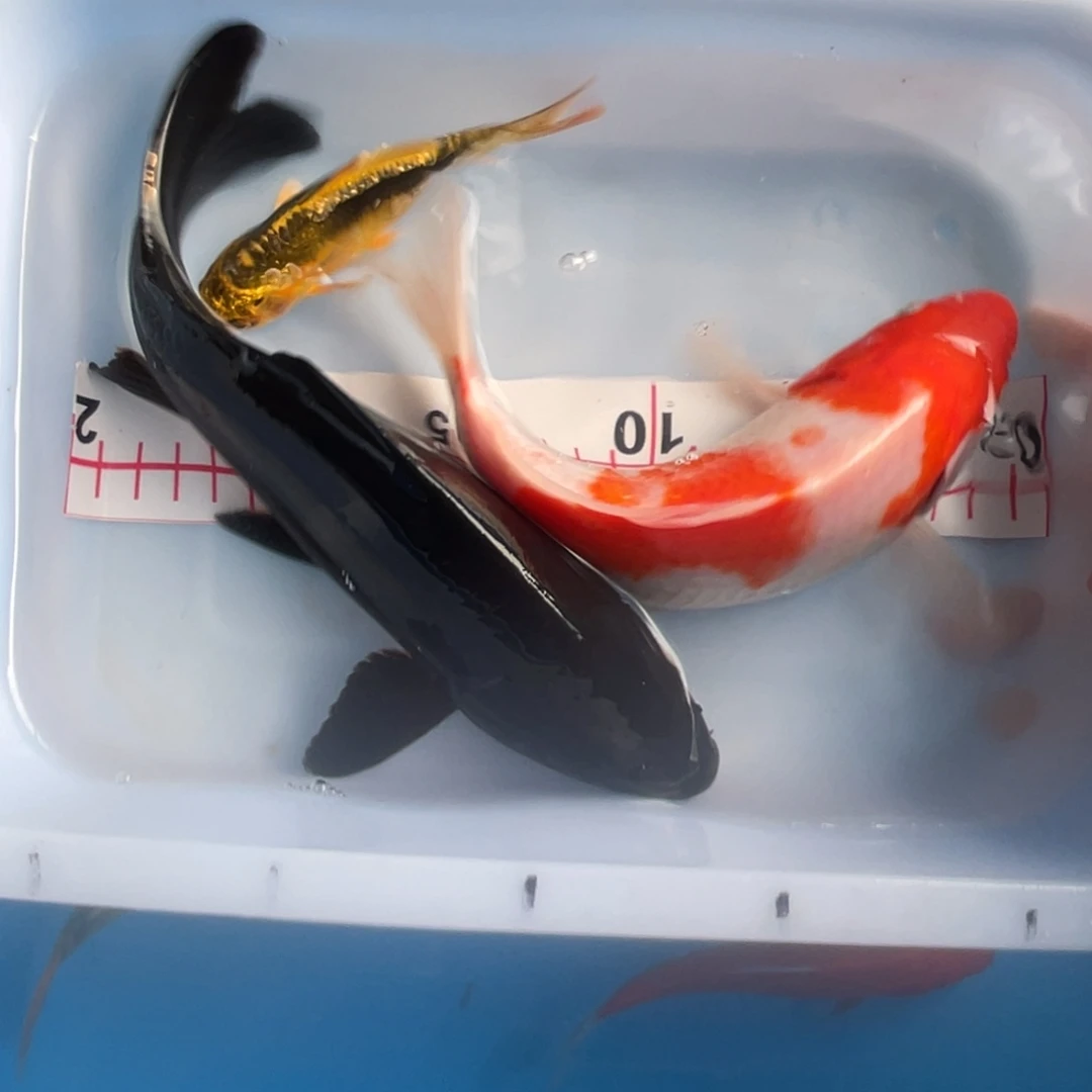 锦鲤三条锦鲤，xxxxxxxxxx