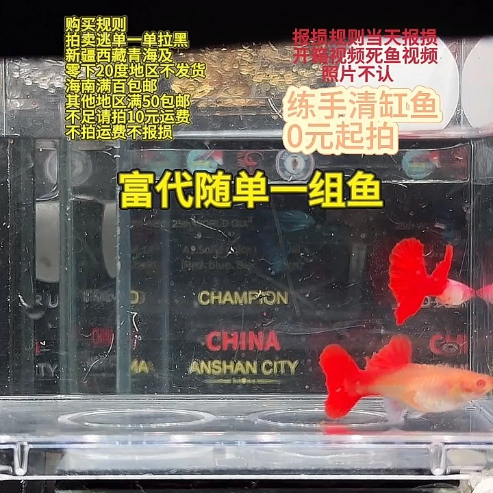 孔雀鱼埃尔银红尾半月白子
