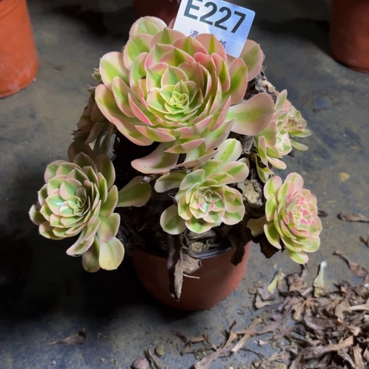 瑞妈多肉园艺227火龙果，