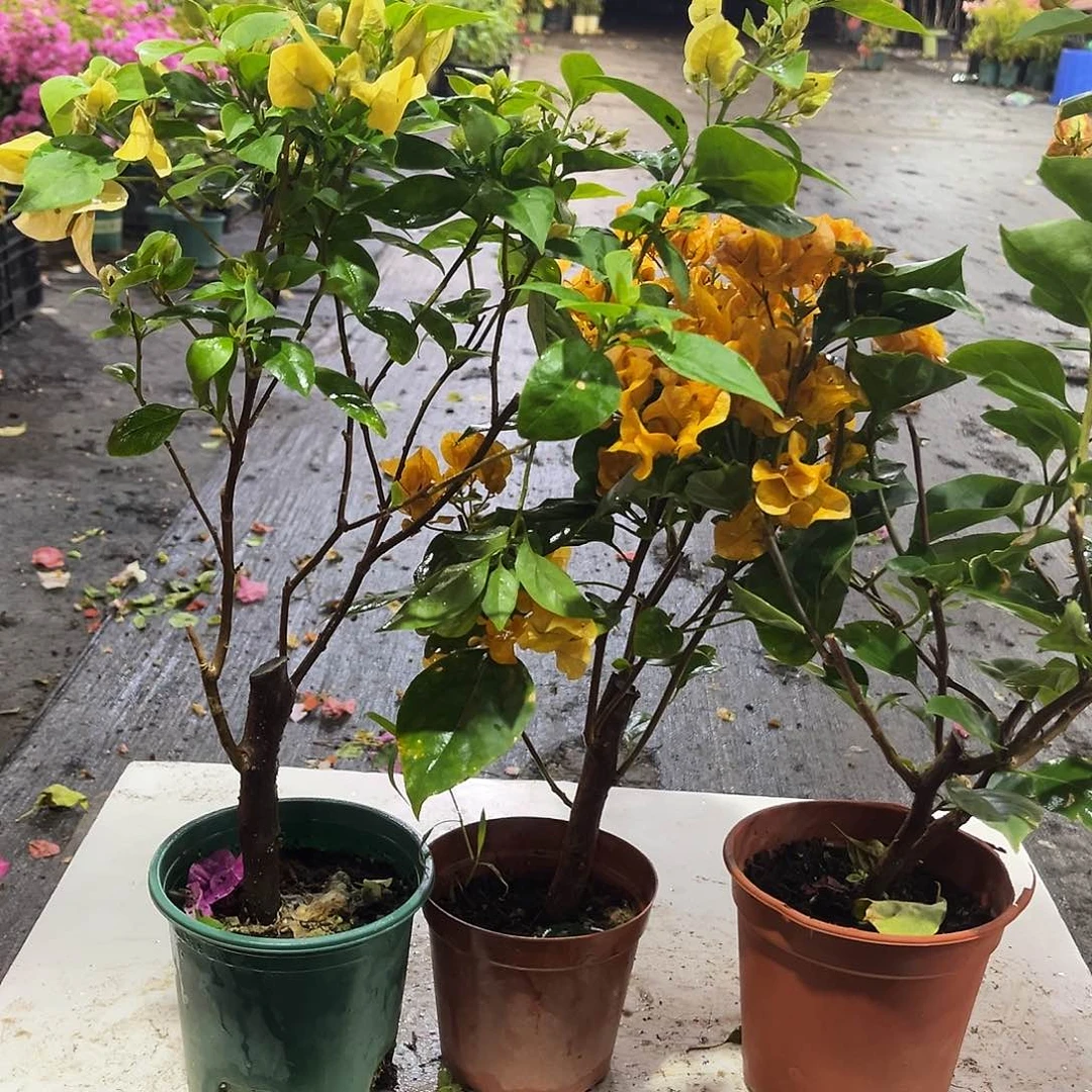 完全开放苏瓦娜，加州黄，凤凰