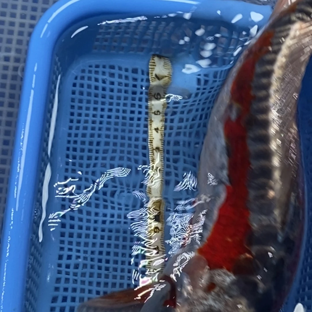 锦鲤冷水锦鲤包邮