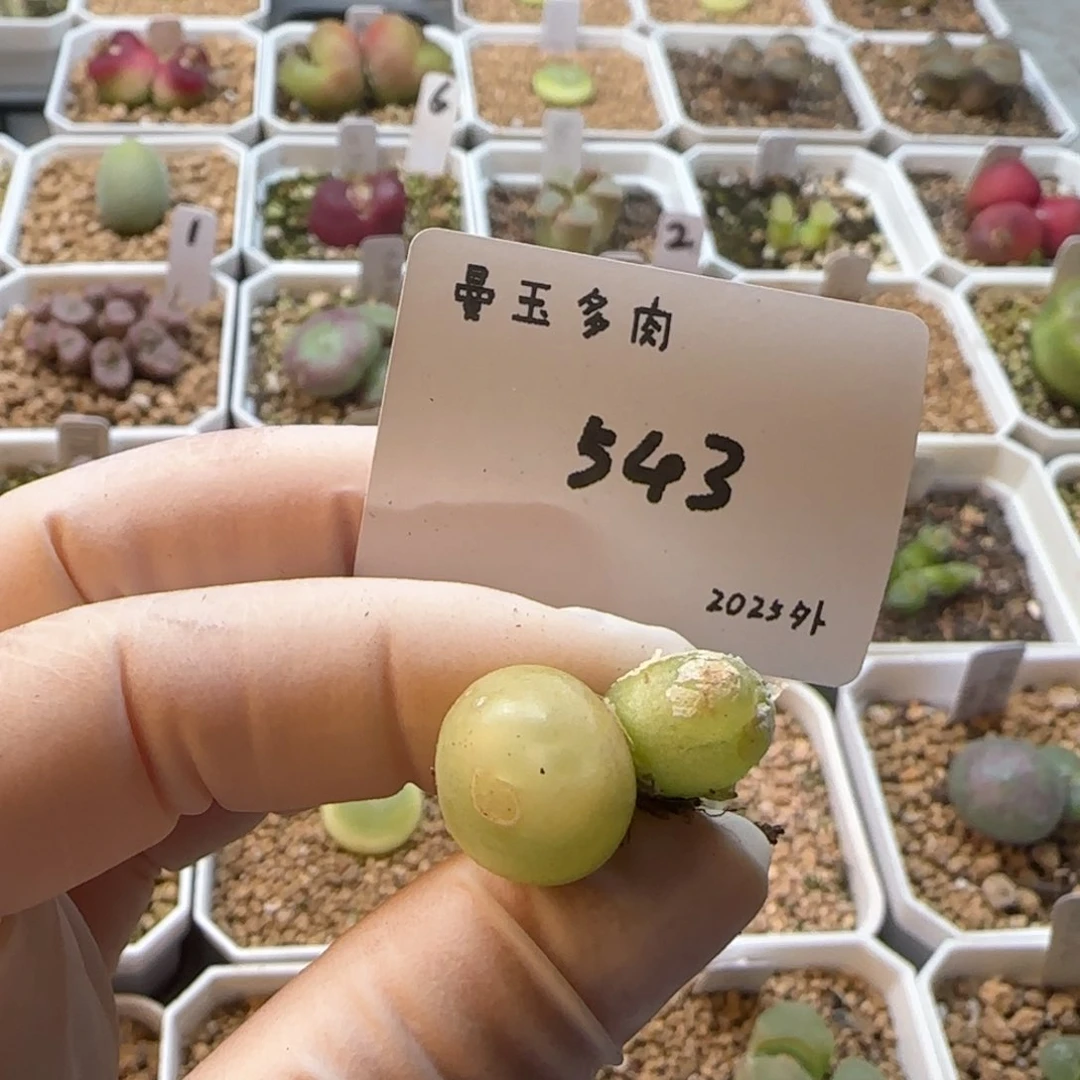 丁*多肉多肉多肉2025-543